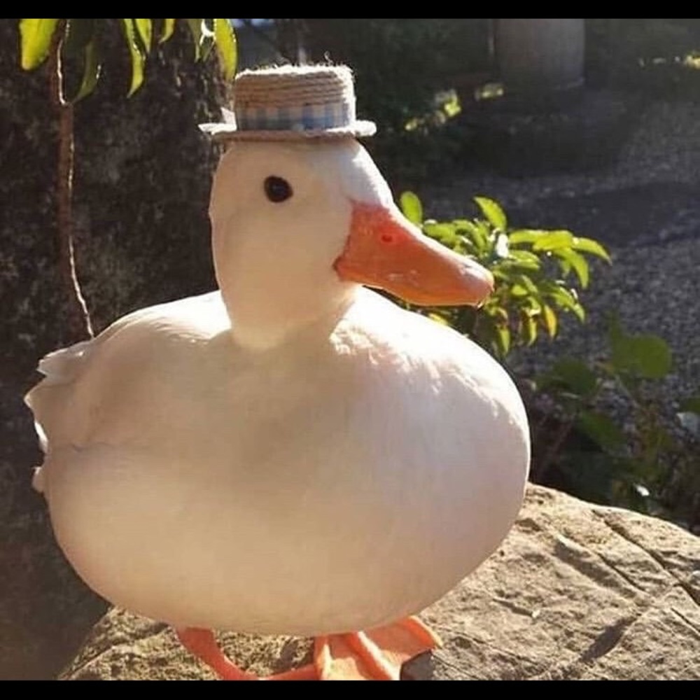 Meet your Posher, Emma